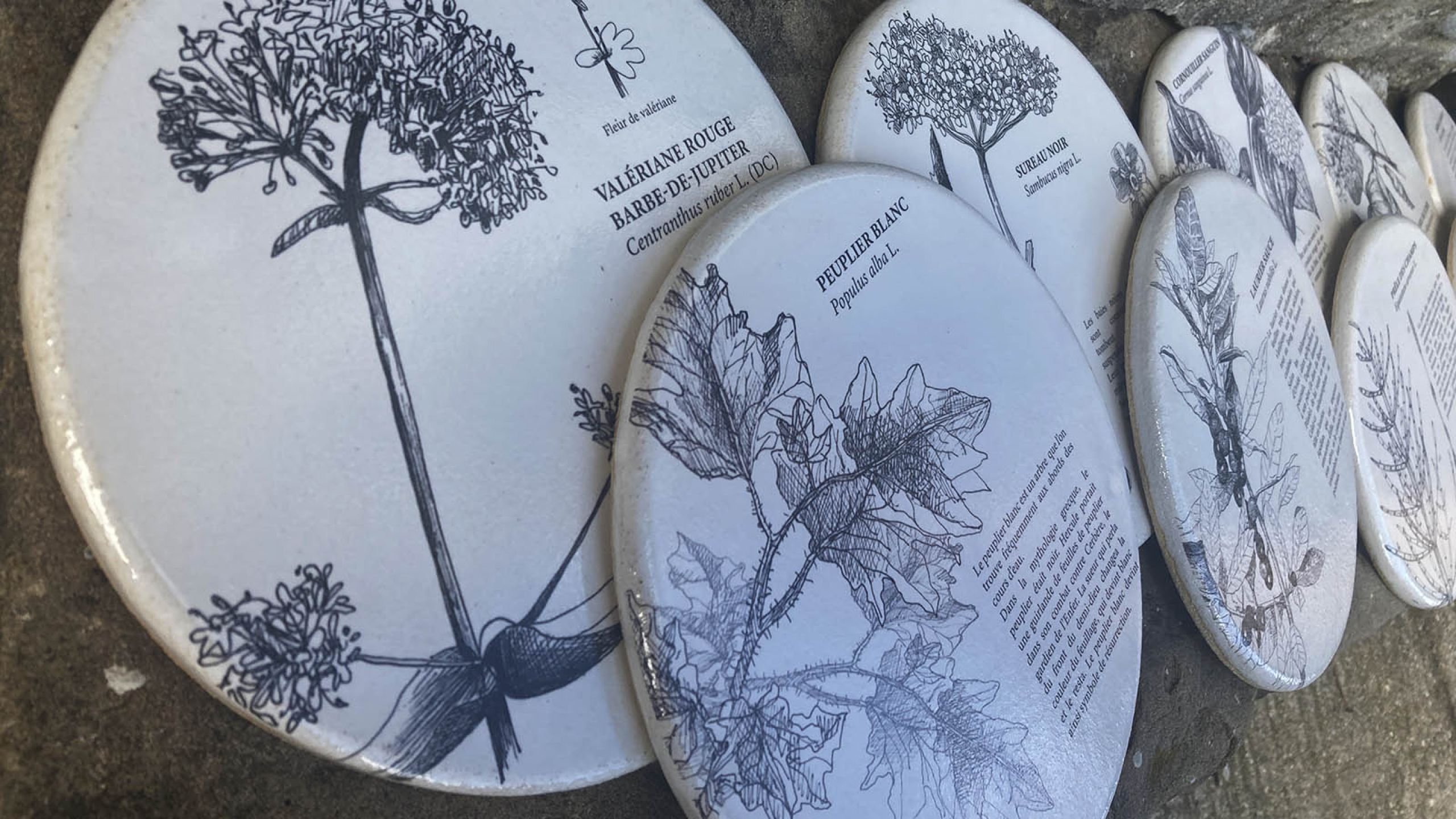 MEDAILLON PARCOURS BOTANIQUE PARC HECKEL MARSEILLE