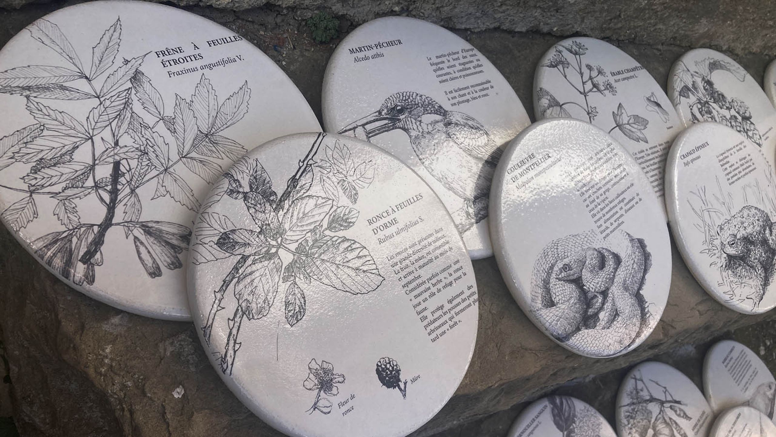 MEDAILLON PARCOURS BOTANIQUE PARC HECKEL MARSEILLE2